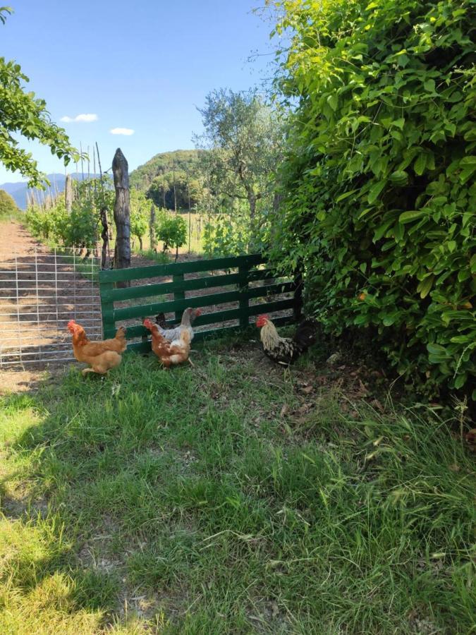Cara House Tuscany - Zona Lucca Chiatri Екстериор снимка